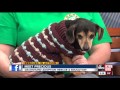 Rescues in Action: Precious