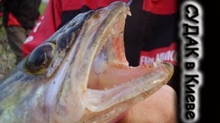 Видео о рыбалке №136