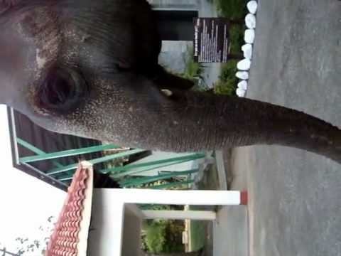 Hathi Mera Sathi