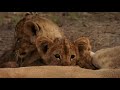 Lions