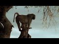 Lions