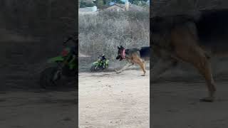 Dog Attack Motorcycle