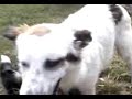 köpek sikisi