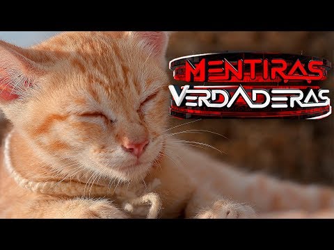 Después de los plásticos del bridón el miembro se aumenta