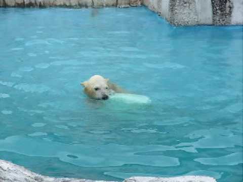 札幌円山動物園　白熊の赤ちゃん