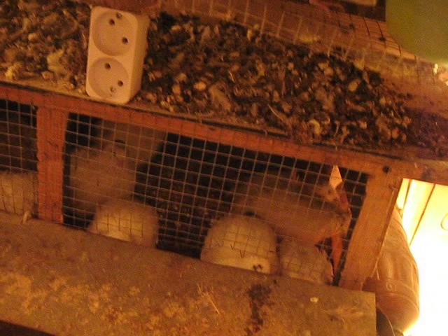 Перепела - содержание зимой/ quail in winter breeding - yout.