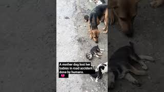 Puppies Died In Road Accident Pain Of A Mother Dog