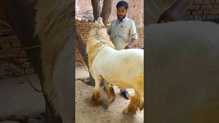 200Kg Top Quality Mundra Chatra Kaka Gulabi Gujranwala Bakra Mandi
