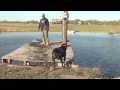 Swimming bird Dog Chocolate labrador (Choco)