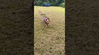 Drag Sled Working With Apbt Ace Getting His Workout On