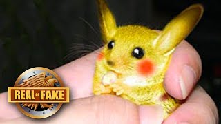 REAL LIFE PIKACHU CAPTURED - real or fake?
