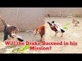 Aseel Hen Reaction to The Drake | Drake Meeting Hen | Duck Mating Chicken | Top One Pets TV