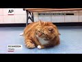 41-pound Cat at Texas Shelter Needs Home