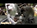 Funy animals videos mating animals DOG vs gilr , monkey love Funy animals videos mating animals DOG vs gilr , monkey love