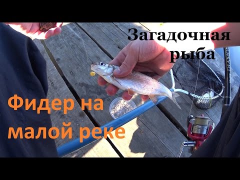 ловля леща фидером на малой реке ловля леща фидером на малой реке