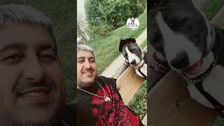 American Staffordshire Terrier Luna.