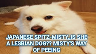 Japanese Spitz-Mistys Way Of Peeing, You Will Think Shes A