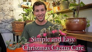 Christmas Cactus Care
