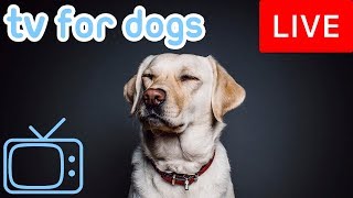 Videos for Dogs! Entertainment for Dogs with Relaxing Music!