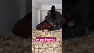 Proses Ayam Bertelur