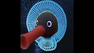 Rednoot
