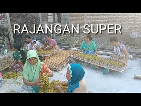 CARA RAJANG TEMBAKAU