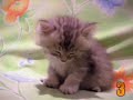 cute cat