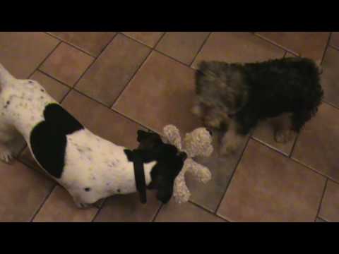 digga the lakeland terrier pup Jack Russell Terrier vs.