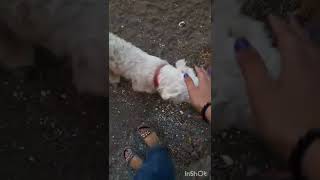 Balaca Itler Şirin It