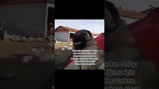 Traktör Süren Köpek