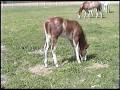 Bristol 2010 APHA Red Roan Overo Filly For Sale