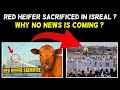 Red Heifer Sacrificed In Israel On 22Nd April 2024??? || Almas Jacob