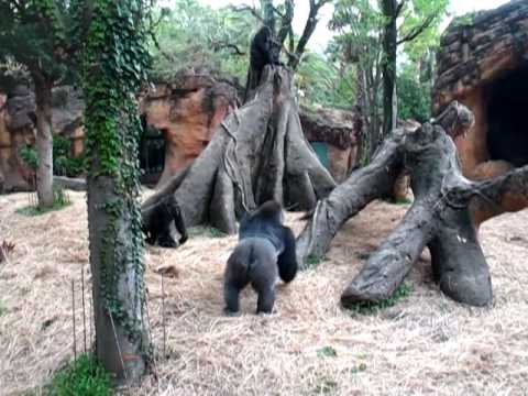 上野動物園のゴリラの親子 　続き