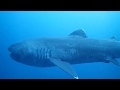 Megamouth Shark (Megachasma pelagios) filmed in Japan 2020