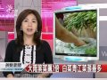 20111123 公視晚間新聞大雨衝擊葉菜價民眾多選根莖類