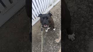 A Lovely English Staffy Looks Forward To Seeing His Human Mum
