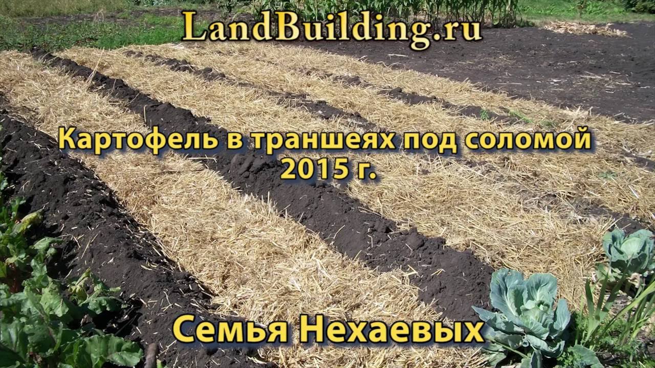 Выращивание картофеля с умом без прополки и окучивания 62