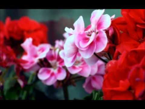 Dedicated to all my subscribers (HQ)