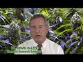 KUBBY TV #8: SAVING LIVES WITH CANNABIS with Dr. David Allen