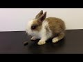 World Cutest Little Bunny Rabbit! - Lucky Latte #003