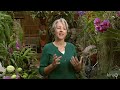 Orchid greenhouse|Monica Gaylord|Central Texas Gardener