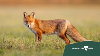 1. Fox Control In Victoria