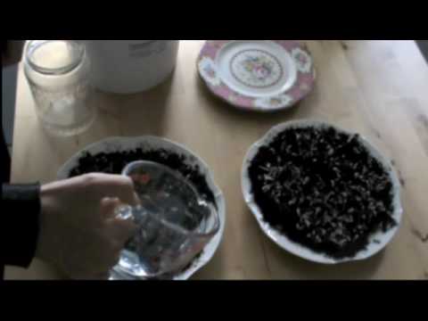 How To Grow Sunflower Sprouts on Soil, Ep97