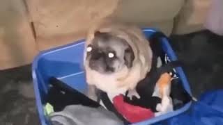 Танцующий Мопс (Dancing Pug)