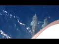Dolphin in formentera