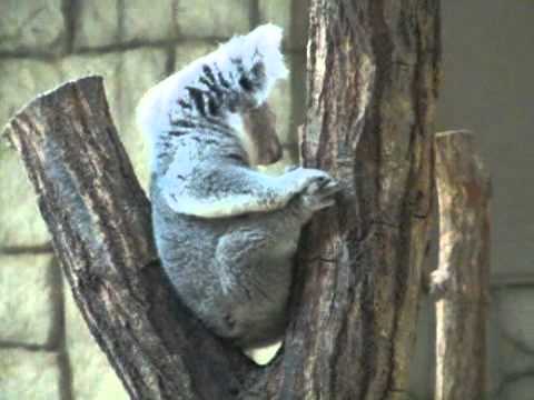 動くコアラ（その１） ＠東山動物園