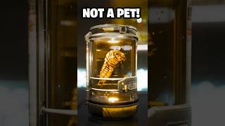 Terminid Larvae Are Not Pets Helldivers Lore