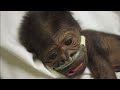 Baby gorilla critical with pneumonia after emergency caesarian section in San Diego Zoo