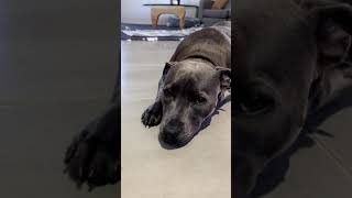 Rip Mr Lobster - Holly The Blue Staffy
