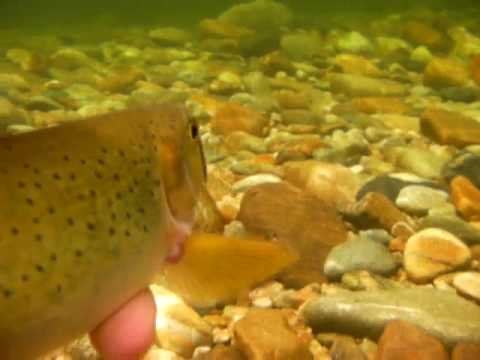 Idaho Cutthroat Trout Facts